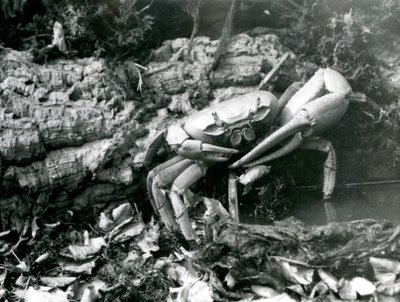 Eine Landkrabbe im Londoner Zoo, Mai 1922 von Frederick William Bond